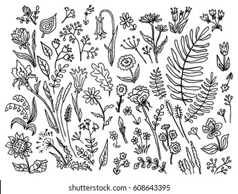 Set of outline doodle plants, herbs and flowers: rose, chamomile, iris, fern, oak leaf, lily, dill, tulip, sunflower, may-lily, dandelion. Black and white hand-drawn ink graphics. Vector illustration.