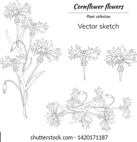 Conjunto de flores esquemáticas sobre un fondo blanco.Flores de maíz. Flores y ramos vectoriales para el diseño de tarjetas, coronas.