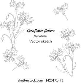 Set of outline flowers on a white background. Cornflowers. Vector hand-drawn flowers and bouquets for the design of cards, wreaths.