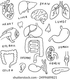 Set outline of the human organs. Presentation in biology. Human anatomy - Vector set