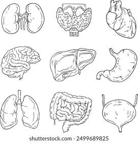 Establecer el contorno de los órganos humanos. Presentación en biología. Anatomía humana, conjunto de Vectores