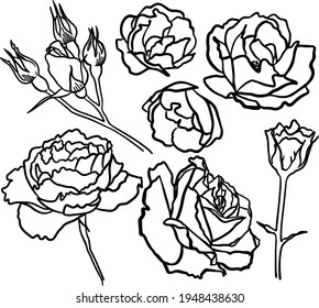 Set, an outline image of roses, for children's coloring . Roses and buds.