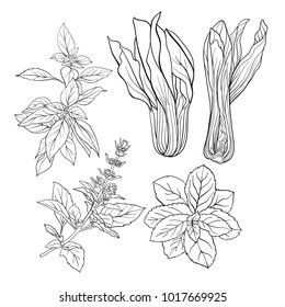 Set of outline images of a thai basil and mint.  Outline drawing. Stock vector illustration.