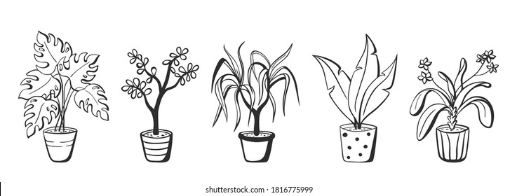 Set of outline indoor flowers in pots with leaves. Line art doodle drawings isolated on white background for interior design.