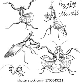 set of outline mantis insect sketches on white