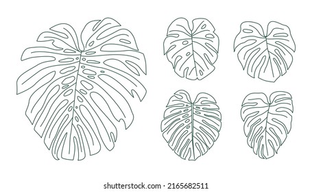 Set of outline monstera leaves.