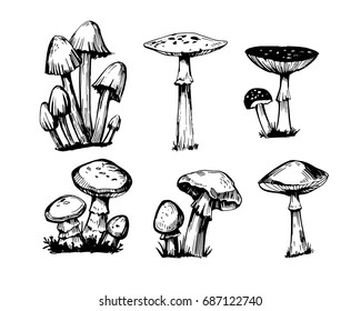 Set of outline mushrooms . Hand drawn illustration converted to vector. Isolated