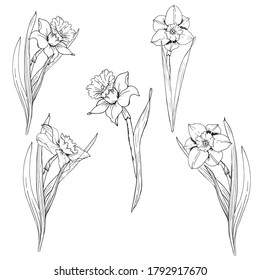 set with outline narcissus or daffodil flowers in black isolated on white background. Ornate floral elements for spring design and coloring book. Narcissus flower in contour style.