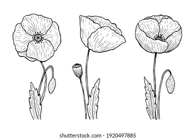 Set of outline poppies. Vector hand-drawn illustration in line art style. Sketches of spring flowers. Perfect for your projects, cards, invitations, print, decor, patterns, packaging design. 