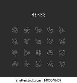 Set of outline signs and symbols of herbs with names. Collection vector thin line icons and infographics elements. Simple linear pictogram pack for web graphics and apps.