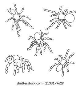 Set of outline spider. Tarantula line icon collection. Vector isolated on white background