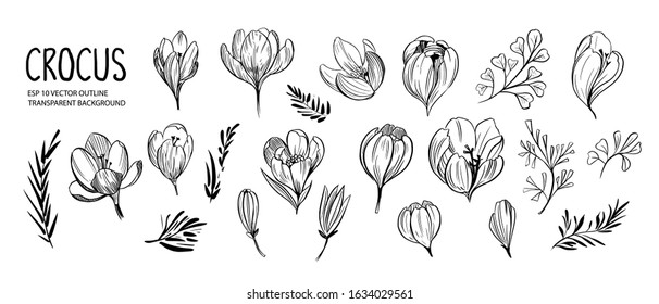 Set of outline spring flowers and plants, crocus flowers. Decorative floral elements for design. Black outline with transparent background