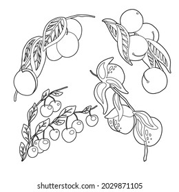 Set of outline stone fruit on branches and foliage. Vector contour natural illustration of berries. Plums, peaches, nectarines and cherries. Images of twigs with sweet food isolated on white backgroun