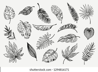 Set Of Outline Tropical Leaves. Hand Drawn Illustration Converted To Vector