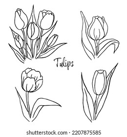 Set of outline tulips, line art hand drawn flowers. Tulips vector. floral illustration