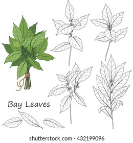 Set of outlined branch  of laurel tree   isolated on white. Bundle of green bay leaves tied with string.