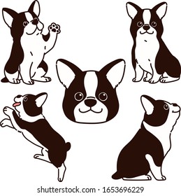 Conjunto de ilustraciones lindas de Boston Terrier esbozadas