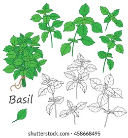 Set of outlined  and green  twigs  of basil,  isolated on white. Bundle of  flavoring  herbs tied with string.