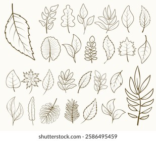 Set of outlined leaves isolated on a white background. Vector foliage from different trees for cards, logo, decorations, invitations, cosmetic designs, stickers.