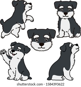 Set of outlined Miniature Schnauzer illustrations