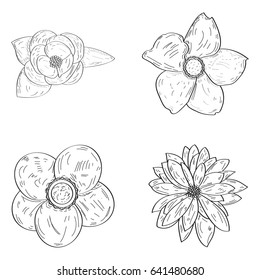 Set of outlines of different flowers, Vector illustration