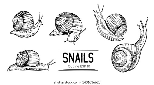 Set of outlines snails. Hand drawn illustration converted to vector