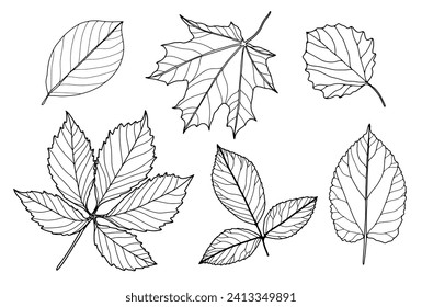 Set of outlines of various branches and leaves on a white background. Leaves for coloring books, publications in books and magazines.