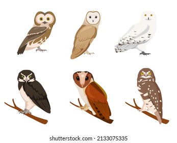 Set of owls in cartoon style. Vector illustration of birds of prey isolated on white background. Types of owls in the picture burrowing, oriental bay, snowy, speckled, barn owl, northern saw-whet.