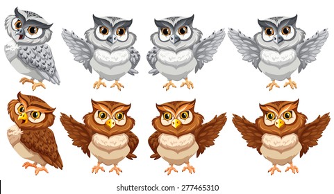 Set of owls in different postures