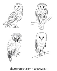 Set of owls. Hand drawn.