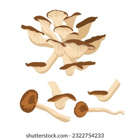 Set of oyster mushroom isolated on white background. vector illustration.