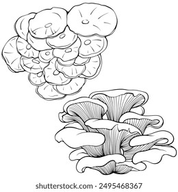 Set of oyster mushrooms bunch. Forest wood edible mushroom. Vector illustration in hand drawn sketch doodle style. Line art graphic eco vegetarian food isolated on white. Design for coloring book