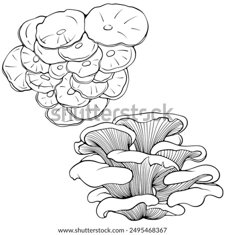 Set of oyster mushrooms bunch. Forest wood edible mushroom. Vector illustration in hand drawn sketch doodle style. Line art graphic eco vegetarian food isolated on white. Design for coloring book