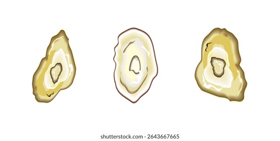 Set of oysters isolated on white background. Vector oyster