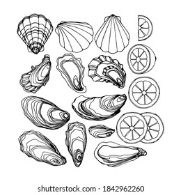 set of oysters in the shell, scallops, lemon, delicious seafood, menu decoration, vector illustration with black contour ink lines isolated on a white background in a doodle & hand drawn style