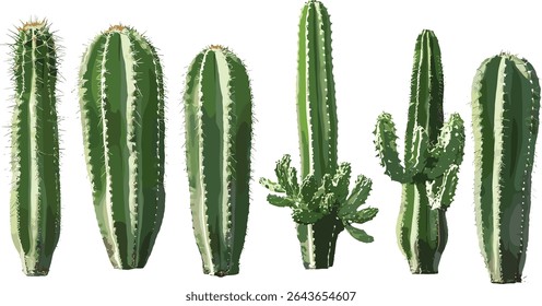 Set of Pachycereus schottii totem pole cactus in sunny daylight frontal isolated cutout, desert plant, xerophyte, succulent vegetation, botanical illustration, vector illustration.