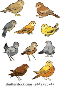 set pack of colored birds collection vector illustration isolated in white background	