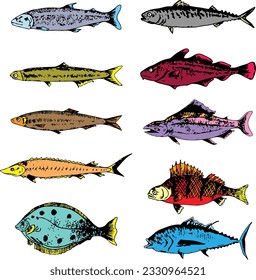 set pack of colored fish collection vector illustration isolated in white background