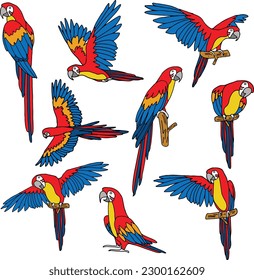 set pack of colored parrot bird  collection vector illustration isolated in white background