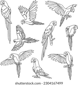 set pack de la ilustración del vector de colección de aves de loro de contorno aislado en fondo blanco