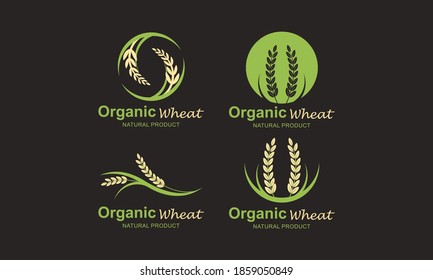 Set of Paddy wheat, rice organic grain products food banner logo