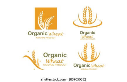 Set of Paddy wheat, rice organic grain products food banner logo