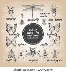 Set of painted insects. Insects: fly, dragonfly, grasshopper, Maybug, butterfly, beetle, Colorado beetle, spider. Vector illustration.