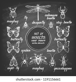 Set of painted insects on a chalkboard. Insects: fly, dragonfly, grasshopper, Maybug, butterfly, beetle, Colorado beetle, spider. Vector illustration.