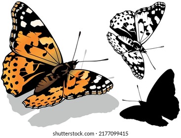 Set of Painted Lady - Beautiful Colorful Butterfly Vanessa cardui Isolated on White Background, Vector Illustration