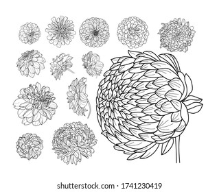 Set of painted peony flowers in different angles.