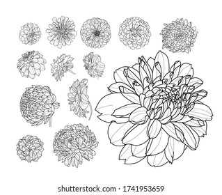 Flores de peonía pintadas en diferentes ángulos.