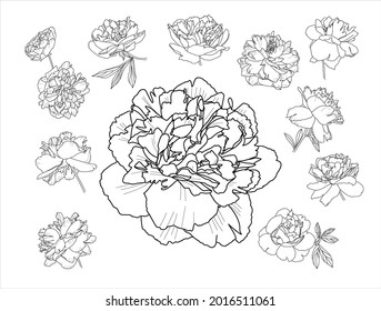 Set of painted peony flowers in different angles. 