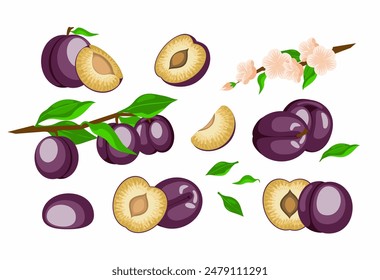 un conjunto de ciruelas pintadas en un estilo de dibujos animados. ciruelas enteras jugosas, trozos de fruta, una rama con varias frutas, una rama con flores. Ilustración vectorial