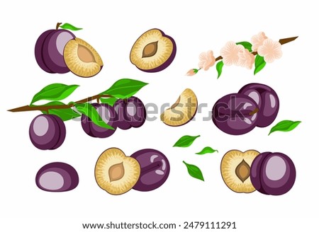 a set of painted plums in a cartoon style. whole juicy plums, pieces of fruit, a twig with several fruits, a branch with flowers. vector illustration
